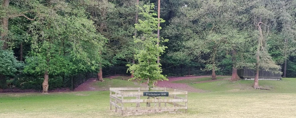 Vredesboom in de Hertenkamp