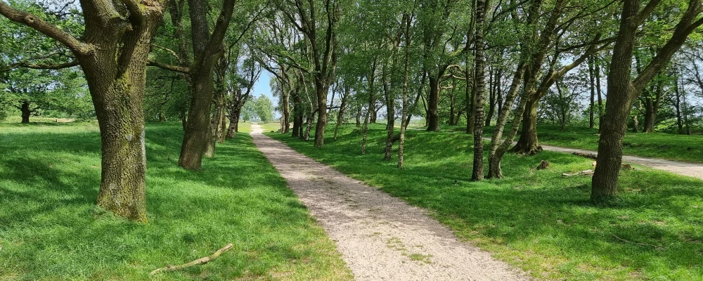 Oude karrensporen bij Balloërveld