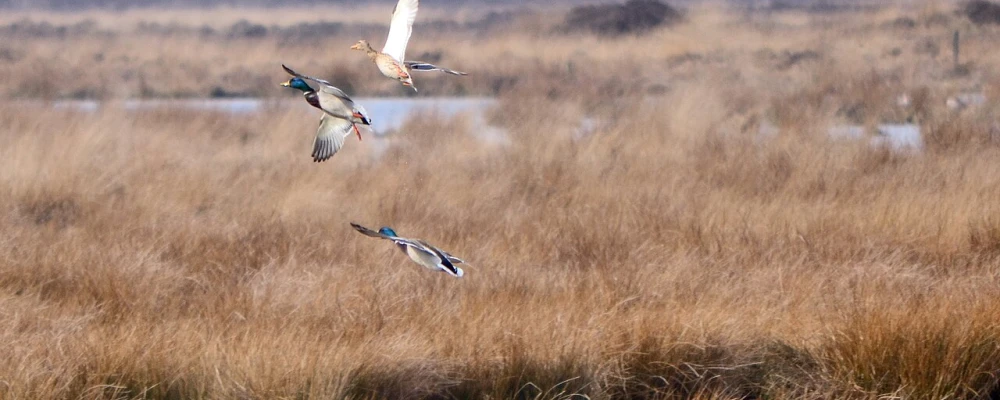 Eenden op Dwingelderveld