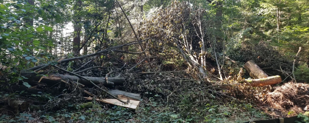 Stormschade in het bos