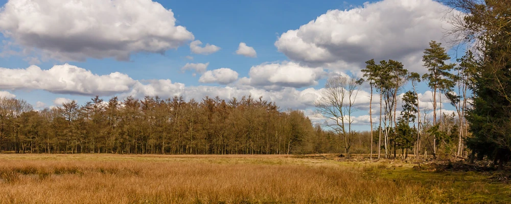 Dieverzand in het Drents-Friese Wold