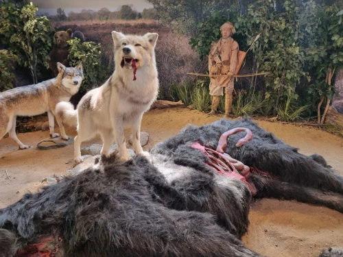 2 wolves devour a cow 2 wolves devour a cow