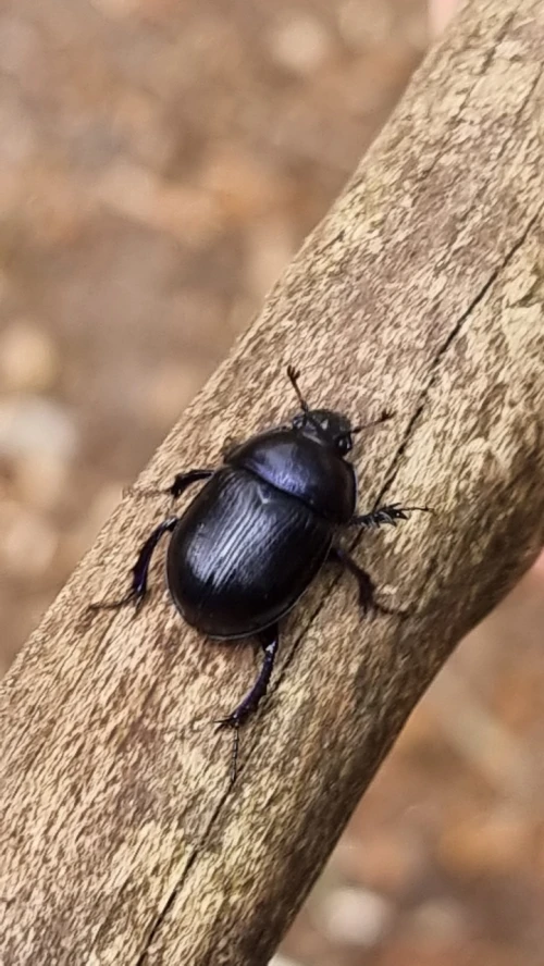 Mestkever in het bos