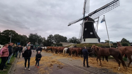 Horses for sale in front of the Rolde windmill