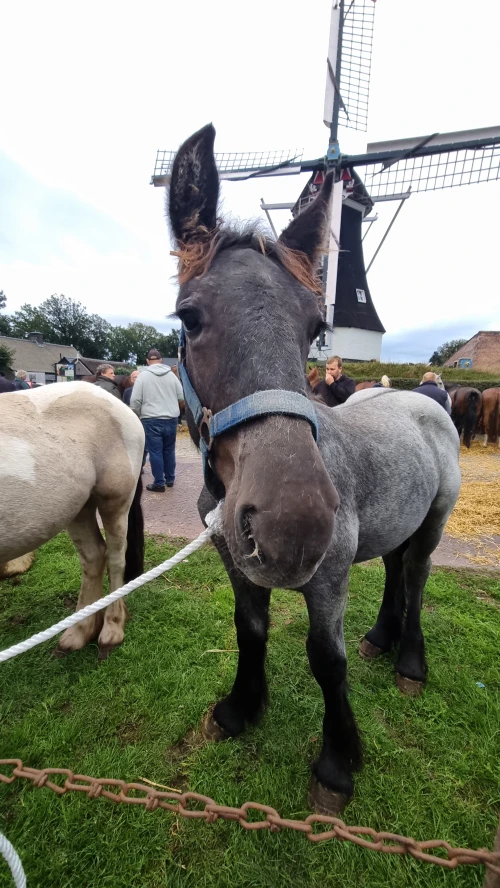 Een Belgisch Trekpaard veulen op de paardenmarkt